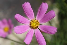 flower with pink petals and yellow heart