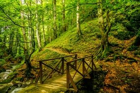 hiking trail in the Bulgarian forest