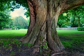 Trunk Tree Alone