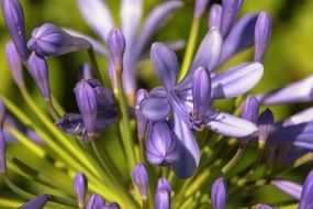 blooming early blue flowers