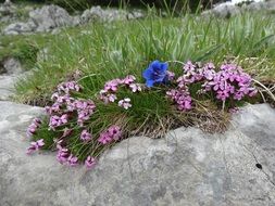 incomparable Soapwort Gentian