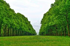 Trees in the line