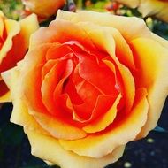 big fluffy Orange and Red Flower close up