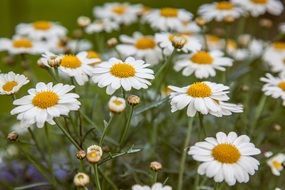 glade of white daisies in summer