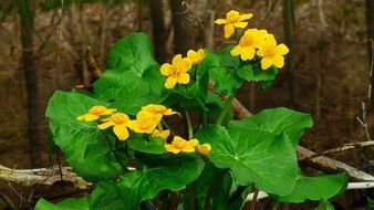 Caltha Palustris Flower