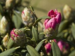 Closeup photo of Rhododendron Flowers