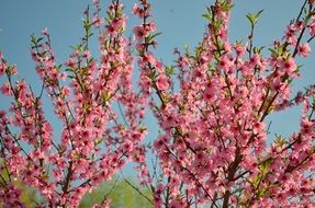 colorful flowering peach tree