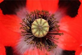 Close-up of the beautiful poppy flower