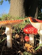 Red and white fly agaric mushrooms among the green grass and trees in the forest