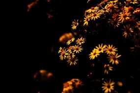 yellow daisies in the dark