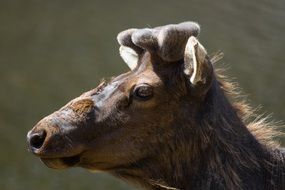 incredibly delicious Elk Bull