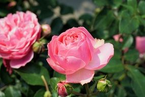 bush of pink rose flowers