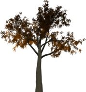 isolated tree with autumn foliage