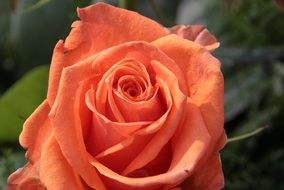 big orange rose close up