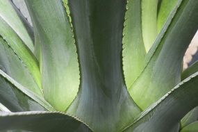 green agave leaves close-up