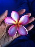 almond tree flower in human hand