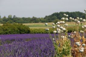 Purple flower field Green Forest aback