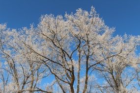 snowy trees in winter in frost