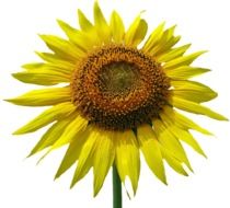 Isolated Yellow Sun Flower Blossom