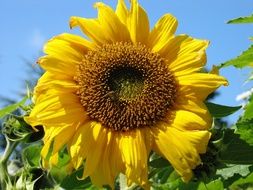 picturesque big Sunflower