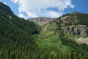 green conifers on the mountain
