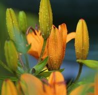 orange lilies in buds in drops of water close-up