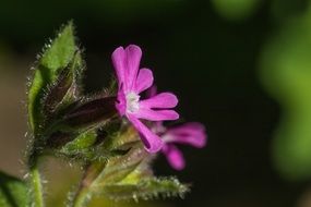 Red campion flowers in the spring