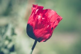 bright red poppies in summer