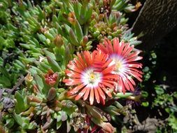 Close-up of the succulent with red, purple and white flowers