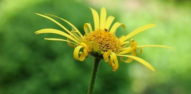 yellow flower with long pointed petals on a blurred background