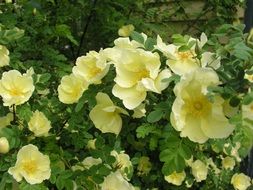 Yellow roses flowers in nature