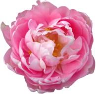 isolated pink rose blossom