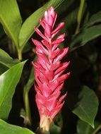 Ginger Blossom Flower