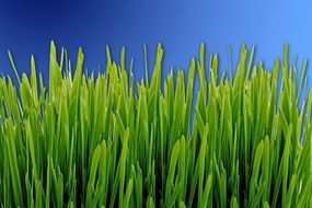 green grass on bright blue background