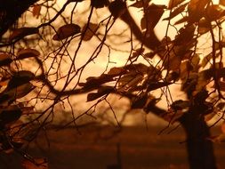 autumn leaves on a tree in November