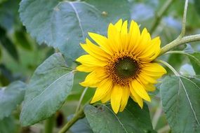 small sunflower on a thick stalk