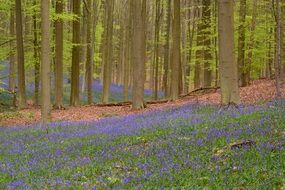 bright flowers in the forest hallerbos