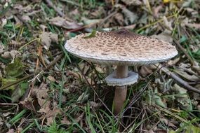 giant screen fungus in the forest