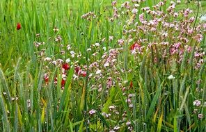 colorful flowers in the summer meadow