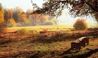 autumn landscape with trees in the morning