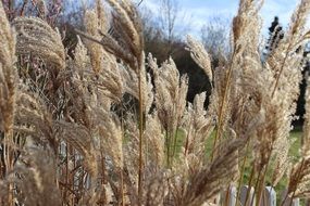 dry meadow grass during the wind