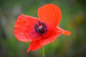 red poppy on a blurred background closeup