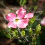 pink flowers of dogwood close-up