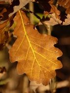 autumn brown leaf close-up