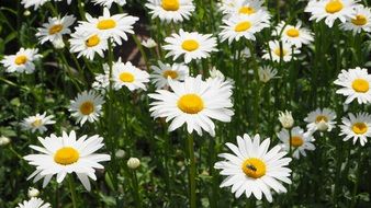 field sea of white daisies