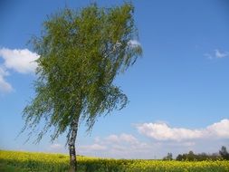birch among the summer landscape
