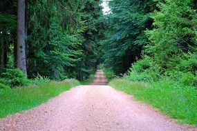 incredibly handsome Forest Path