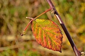 autumn leaf on a branch closeup