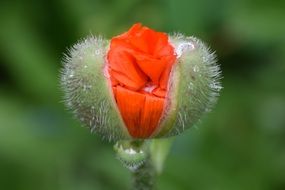 charming Poppy Flower