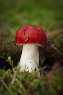 Machroom in green moss macro photo